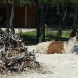 Veszprémi Állatkert, Veszprém - 