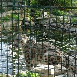 Veszprémi Állatkert, Veszprém - 