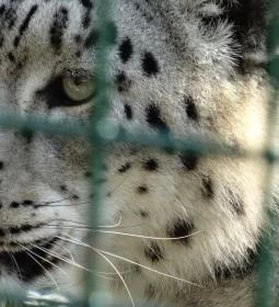 Veszprémi Állatkert