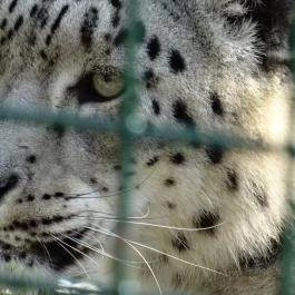 Veszprémi Állatkert, Veszprém - 