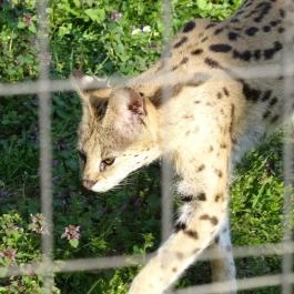 Veszprémi Állatkert, Veszprém - 