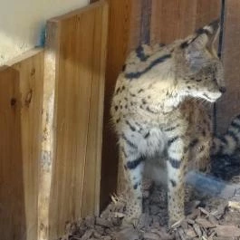 Veszprémi Állatkert, Veszprém - 