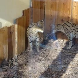 Veszprémi Állatkert, Veszprém - 