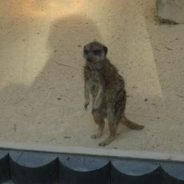 Veszprémi Állatkert, Veszprém - 