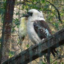 Veszprémi Állatkert, Veszprém - 
