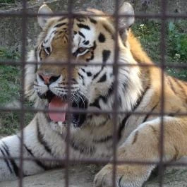 Veszprémi Állatkert, Veszprém - 