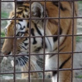 Veszprémi Állatkert, Veszprém - 