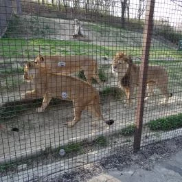 Veszprémi Állatkert, Veszprém - 