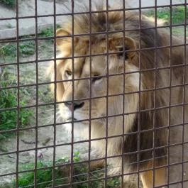 Veszprémi Állatkert, Veszprém - 