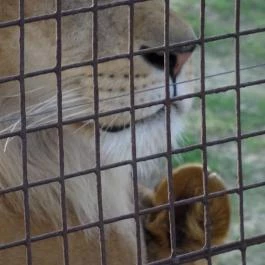 Veszprémi Állatkert, Veszprém - 