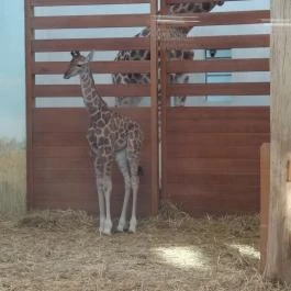 Veszprémi Állatkert, Veszprém - 