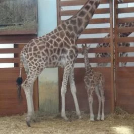 Veszprémi Állatkert, Veszprém - 