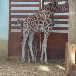 Veszprémi Állatkert, Veszprém - 