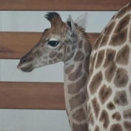 Veszprémi Állatkert, Veszprém - 