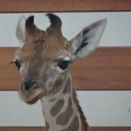 Veszprémi Állatkert, Veszprém - 