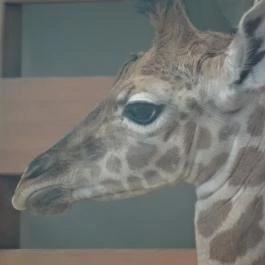 Veszprémi Állatkert, Veszprém - 