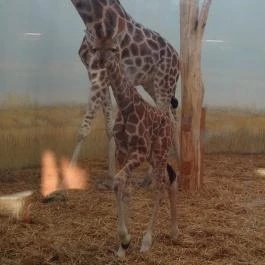 Veszprémi Állatkert, Veszprém - 