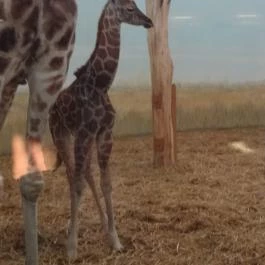 Veszprémi Állatkert, Veszprém - 