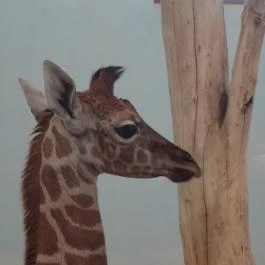 Veszprémi Állatkert, Veszprém - 