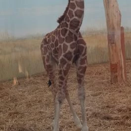 Veszprémi Állatkert, Veszprém - 