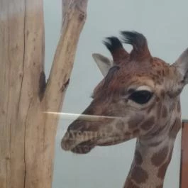 Veszprémi Állatkert, Veszprém - 