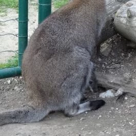 Veszprémi Állatkert, Veszprém - 