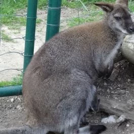 Veszprémi Állatkert, Veszprém - 