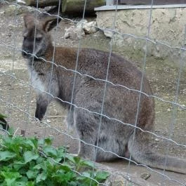 Veszprémi Állatkert, Veszprém - 