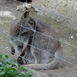 Veszprémi Állatkert, Veszprém - 