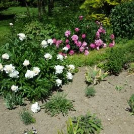 Zirci Arborétum, Zirc - 