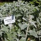 Zirci Arborétum Zirc - 