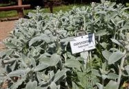 Zirci Arborétum Zirc