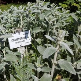 Zirci Arborétum, Zirc - 