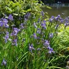 Zirci Arborétum Zirc - 