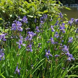 Zirci Arborétum, Zirc - 