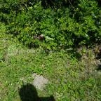 Zirci Arborétum Zirc - 