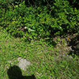 Zirci Arborétum, Zirc - 