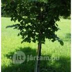 Zirci Arborétum Zirc - 