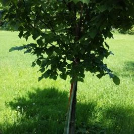 Zirci Arborétum, Zirc - 