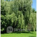 Zirci Arborétum Zirc - 