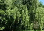 Zirci Arborétum Zirc