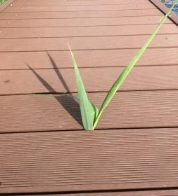 Pole Position Beach Hotel