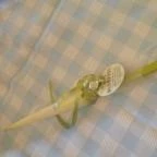 Taverna Dionysos Étterem Budapest - Étel/ital