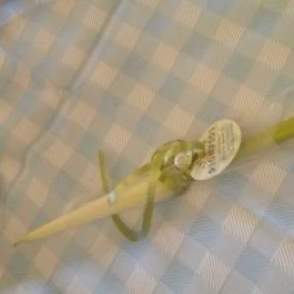 Taverna Dionysos Étterem Budapest - Étel/ital