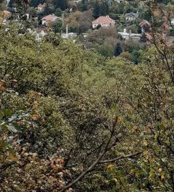 Vitorlázórepülő-emlékmű