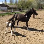 Zichy Park Hotel Bikács - Egyéb