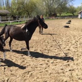 Zichy Park Hotel, Bikács - Egyéb