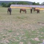 Sokoró Fogadó Sokorópátka - Egyéb