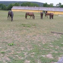 Sokoró Fogadó, Sokorópátka - Egyéb