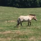 Őrségi Népi Műemlékegyüttes - Szalafő-Pityerszer Szalafő - Pityerszer - Egyéb
